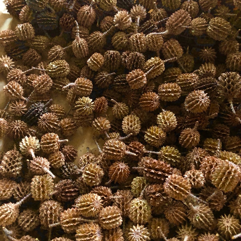 30 Natural Brown Reptile Habitat Decorative Pine Cones